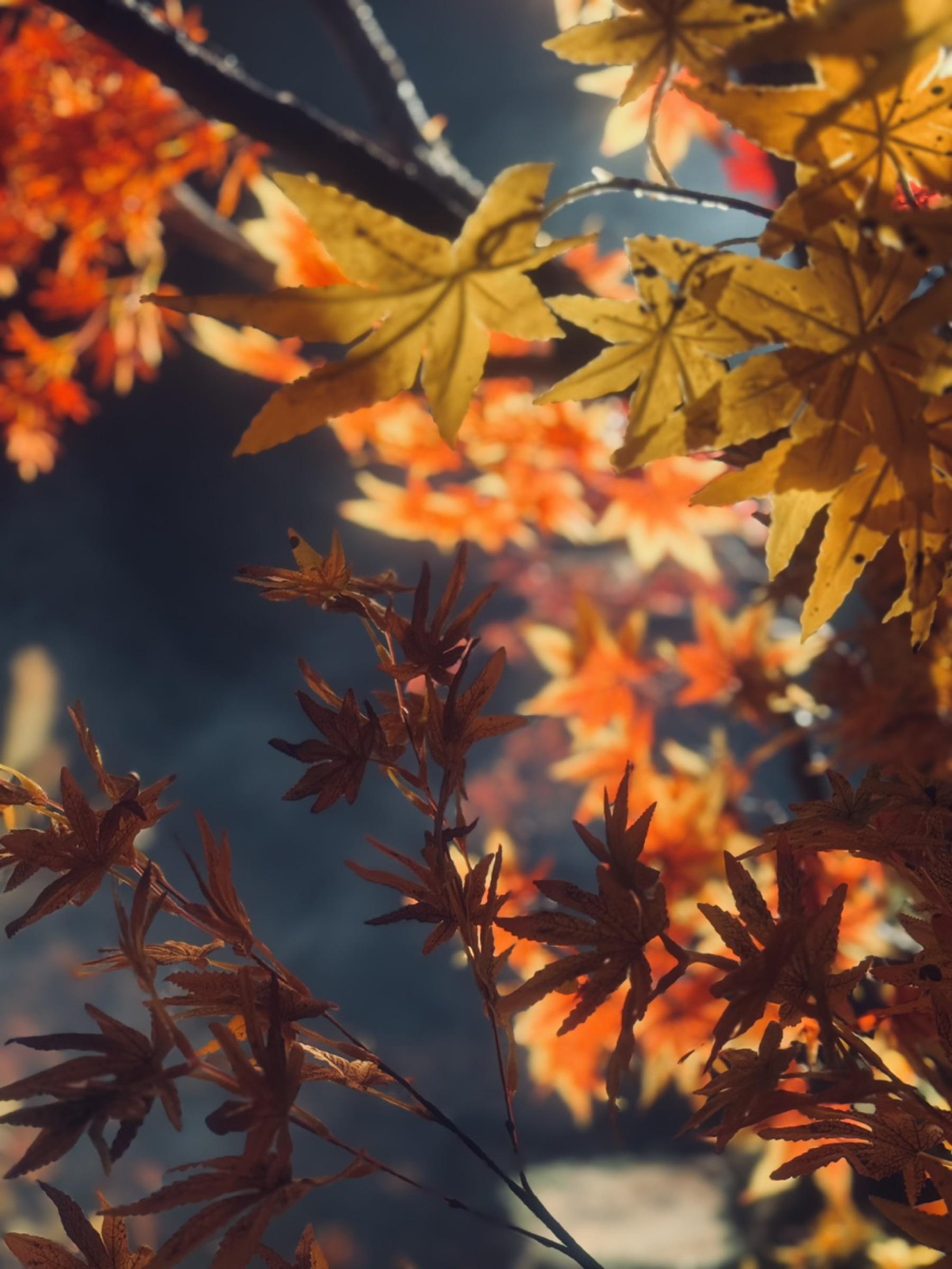D1 - Relics of Amberfall thumbnail 14
